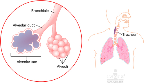 alveolar_sac