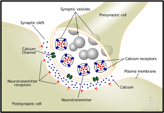 Synapse