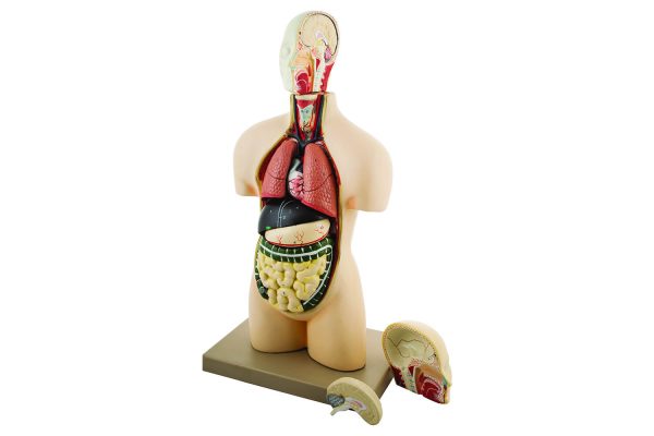 Eisco_Labs_Models - AM202